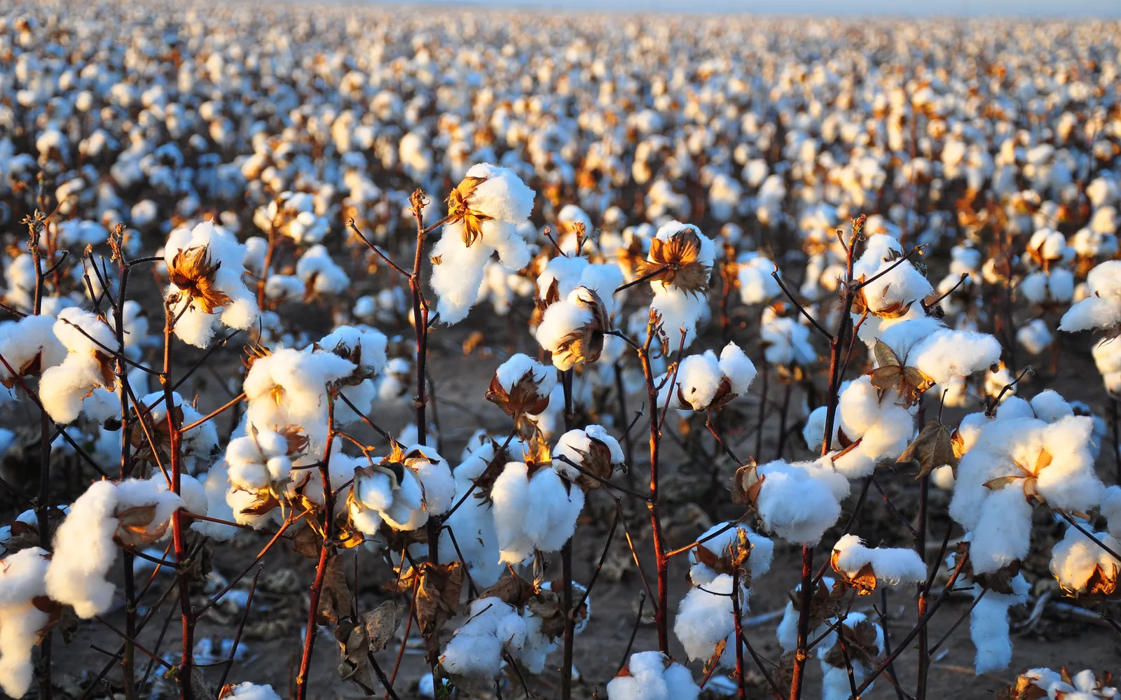 Wide cotton field in the San Joaquin Valley with rows of cotton plants stretching to the horizon